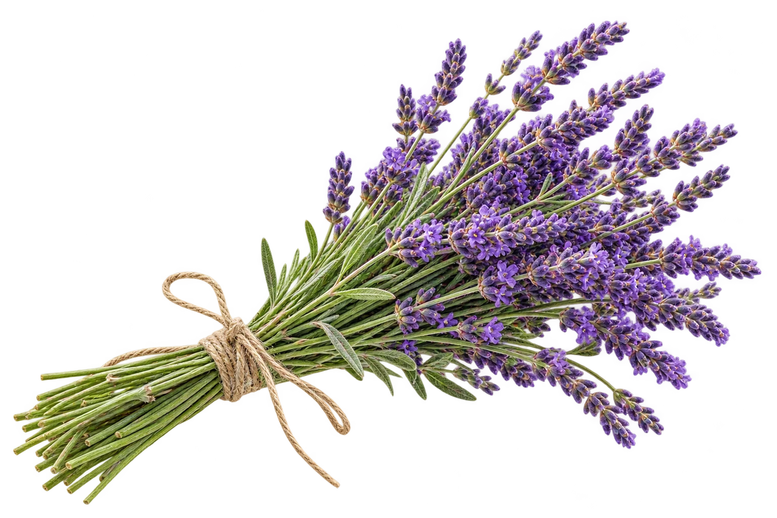 A bundle of Louise’s signature lavender